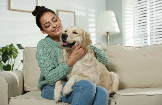 Golden Retriever: carácter, cuidados y todo lo que tienes que saber
