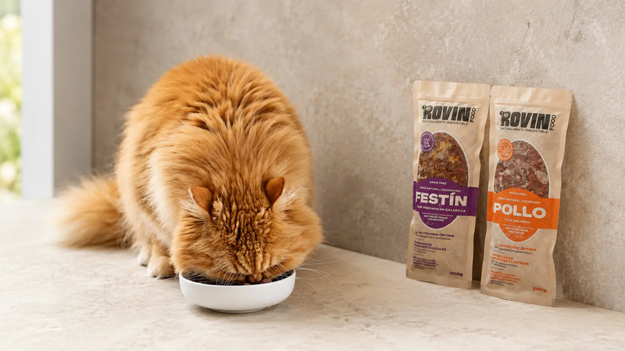 ¿Qué comen los gatos? Las claves para entender su alimentación