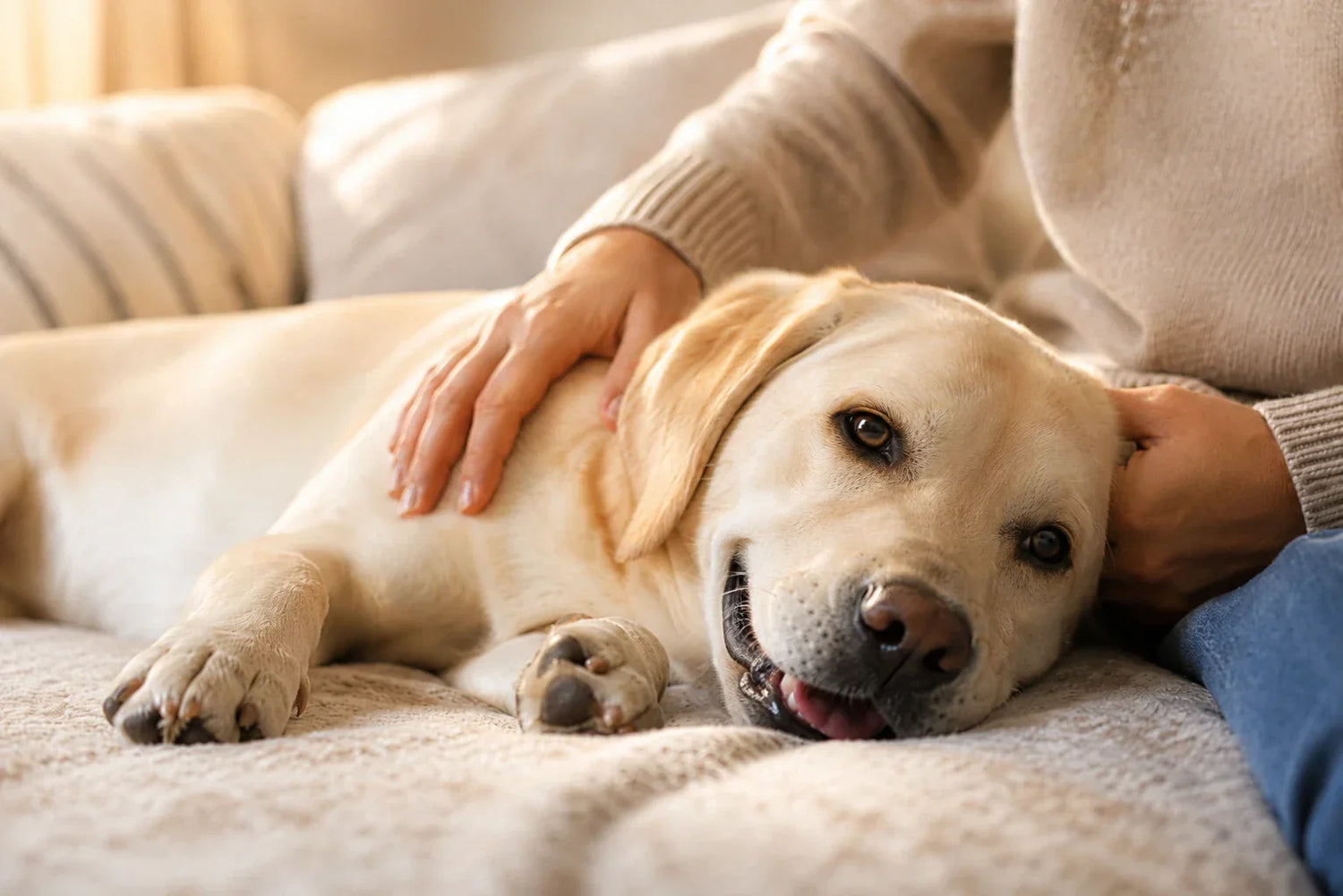 Sistema inmunológico del perro: cómo funciona y cómo mantenerlo fuerte