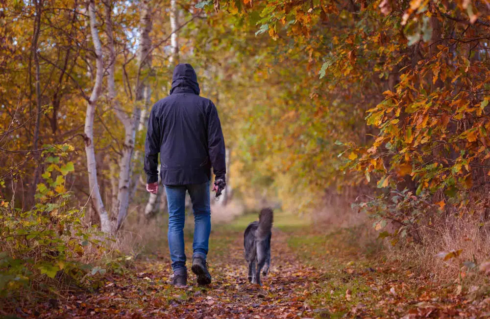 8 actividades para hacer con tu mascota en otoño