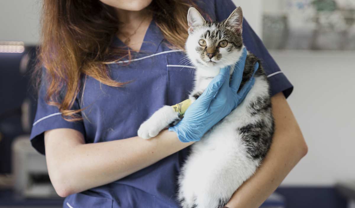 Cómo detectar alergias alimentarias en perros y gatos