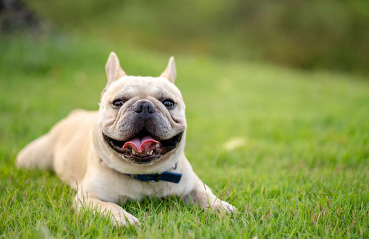 Claves de la alimentación de un bulldog francés