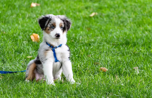 ¿Cómo alimentar a un perro con leishmania?