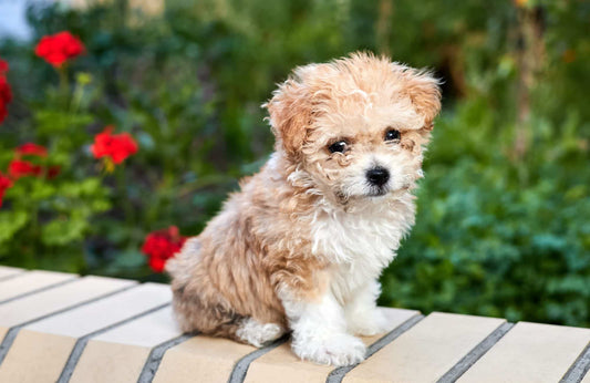 Alimentos prohibidos para perros con problemas hepáticos