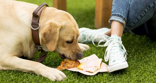 Alimentos prohibidos para perros y gatos