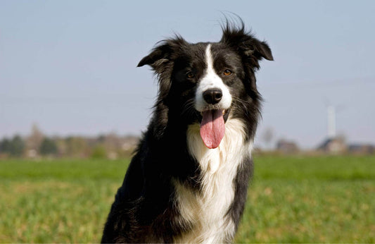 Border collie: cuidados, consejos y características