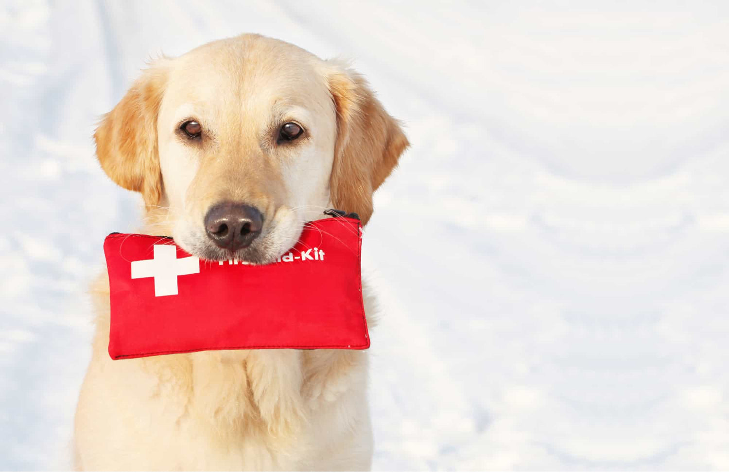 Botiquín de primeros auxilios para perros