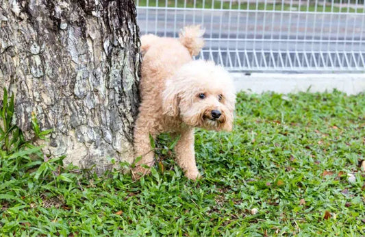 Cálculos urinarios en perros: Causas, prevención y tratamiento