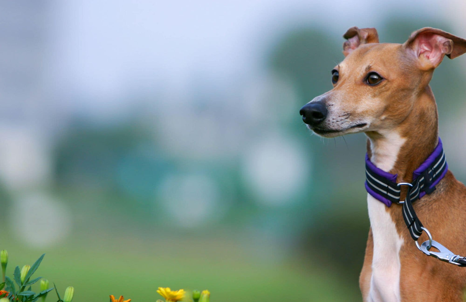 Resolución de pancreatitis aguda en dos perros alimentados dieta Rovinfood pollo (compendio de casos clínicos)