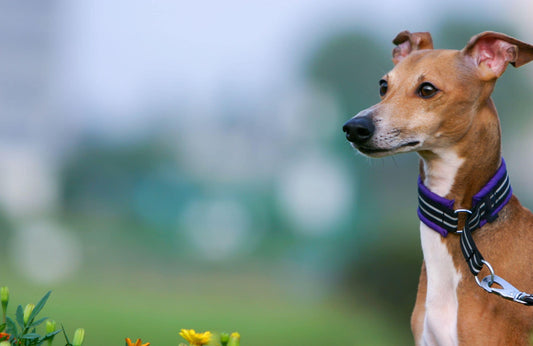 Resolución de pancreatitis aguda en dos perros alimentados dieta Rovinfood pollo (compendio de casos clínicos)