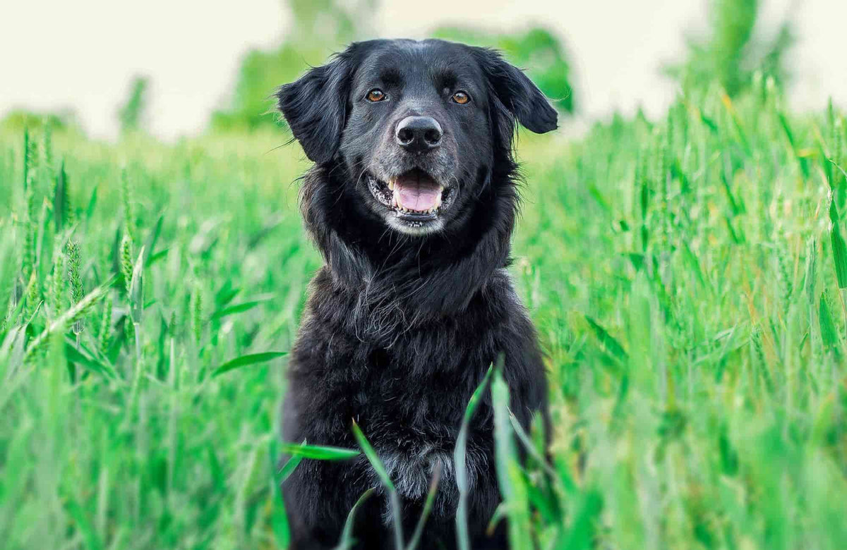 Coccidiosis en perros: Síntomas y tratamientos