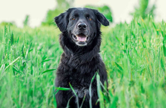 Coccidiosis en perros: Síntomas y tratamientos