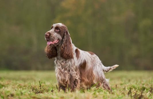 Cocker Spaniel Inglés: Cuidados y alimentación