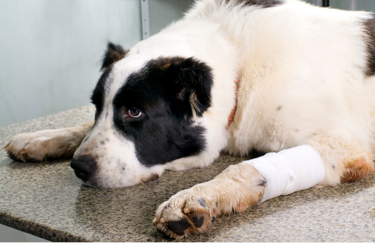 Claves de la dieta para perros con cáncer