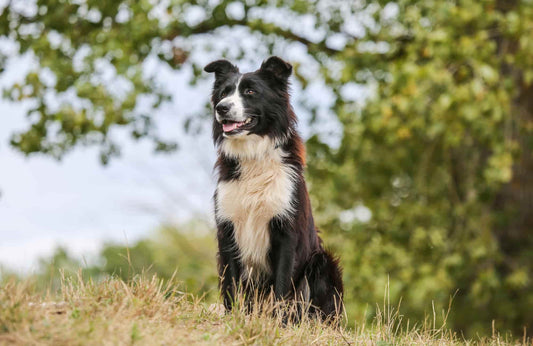 Guía de comida natural para perros de raza mediana