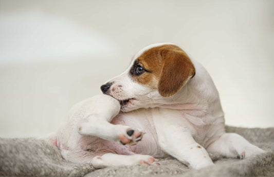 Beneficios de la comida natural para perros con alergias