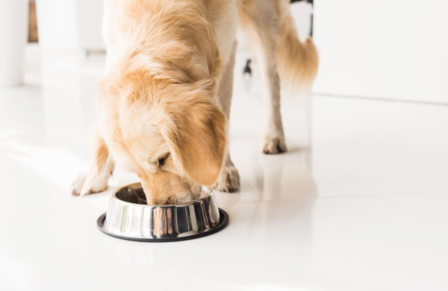 ¿Cómo elaborar una dieta natural para perros?