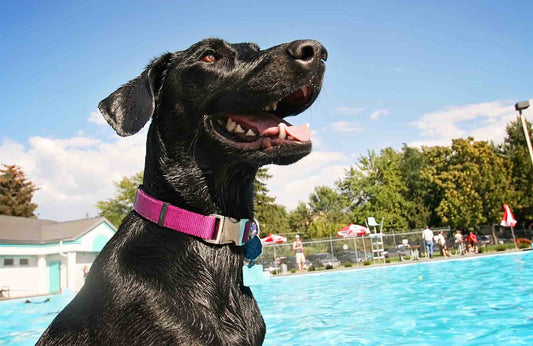 ¿Cómo refrescar a un perro en verano?