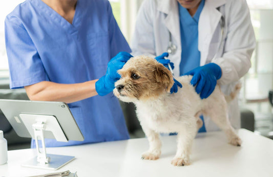 ¿Cómo saber si tu perro está enfermo?