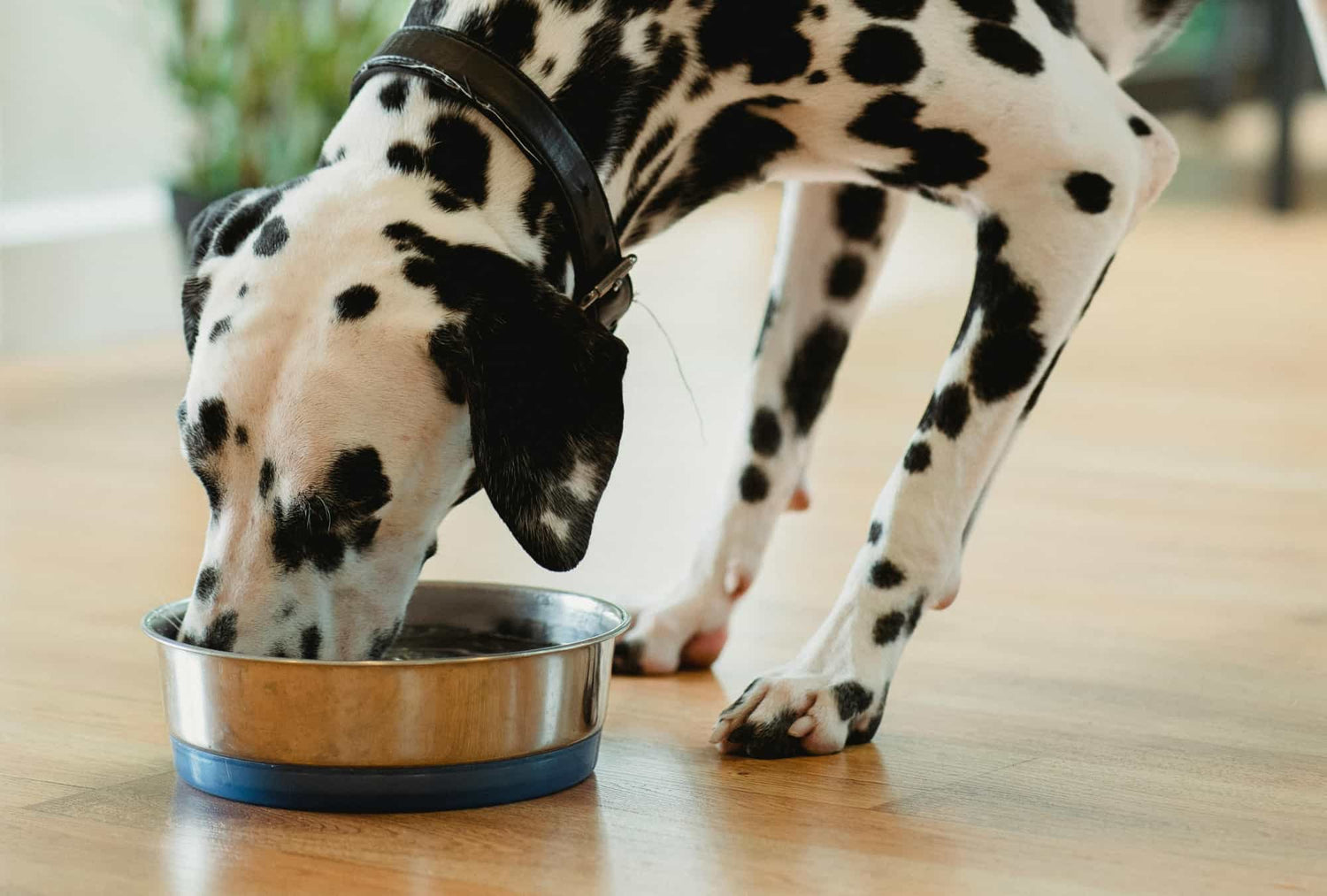 Cómo corregir la ansiedad de un perro con la comida 