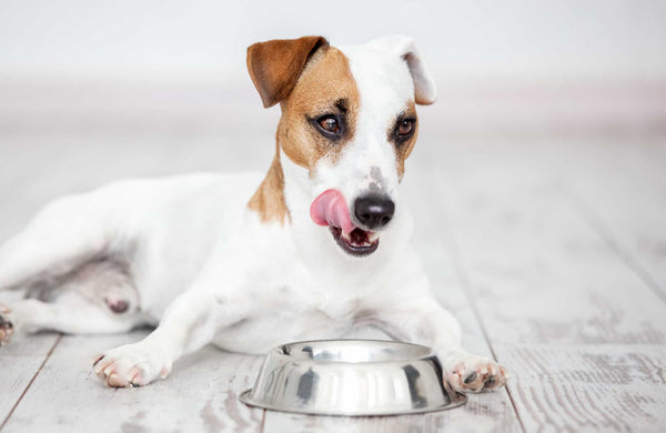 ¿Cuánto debe de comer un perro?