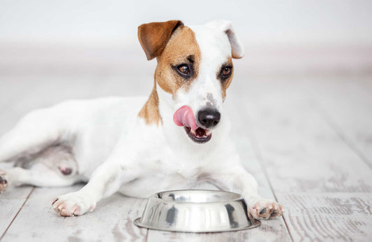 ¿Cuánto debe de comer un perro?