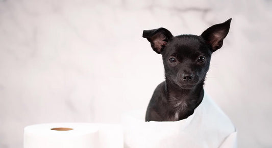 Diarreas en perros y gatos: causas, tratamiento y prevención