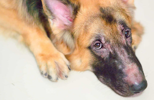 5 enfermedades de la piel en perros