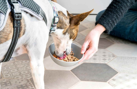 Rovinfood y la dieta BARF: ¿Es bueno darle comida cruda a los perros?