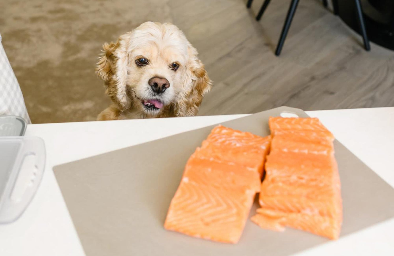 ¿Es bueno el salmón para los perros?