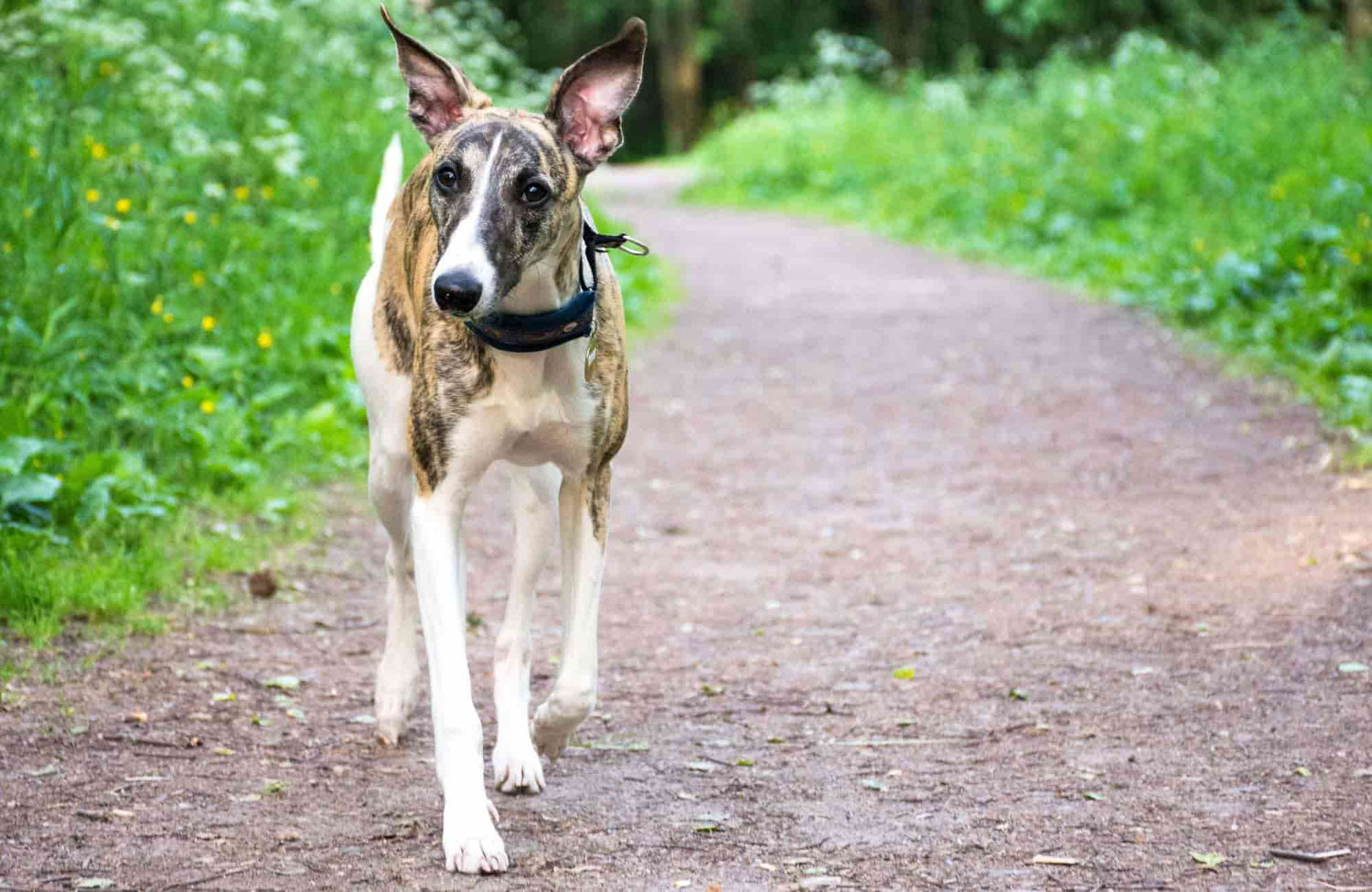 Galgo Español: cuidados, consejos y características