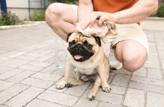 Golpe de calor en perros: qué es, porqué ocurre, cómo evitarlo y primeros auxilios