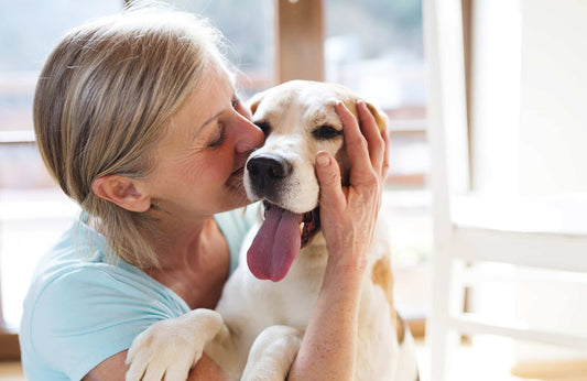 Insuficiencia renal en perros: Síntomas y tratamiento