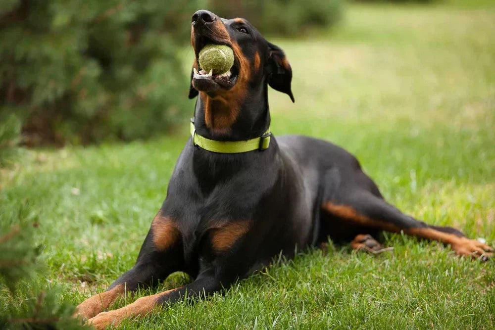Las vitaminas para perros y gatos: Cuáles necesita y cómo dárselas correctamente