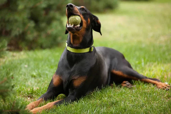 Las vitaminas para perros y gatos: Cuáles necesita y cómo dárselas correctamente