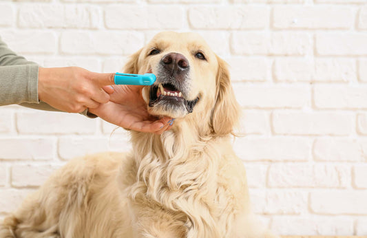 ¿Cómo tratar y refrescar el mal aliento en perros?