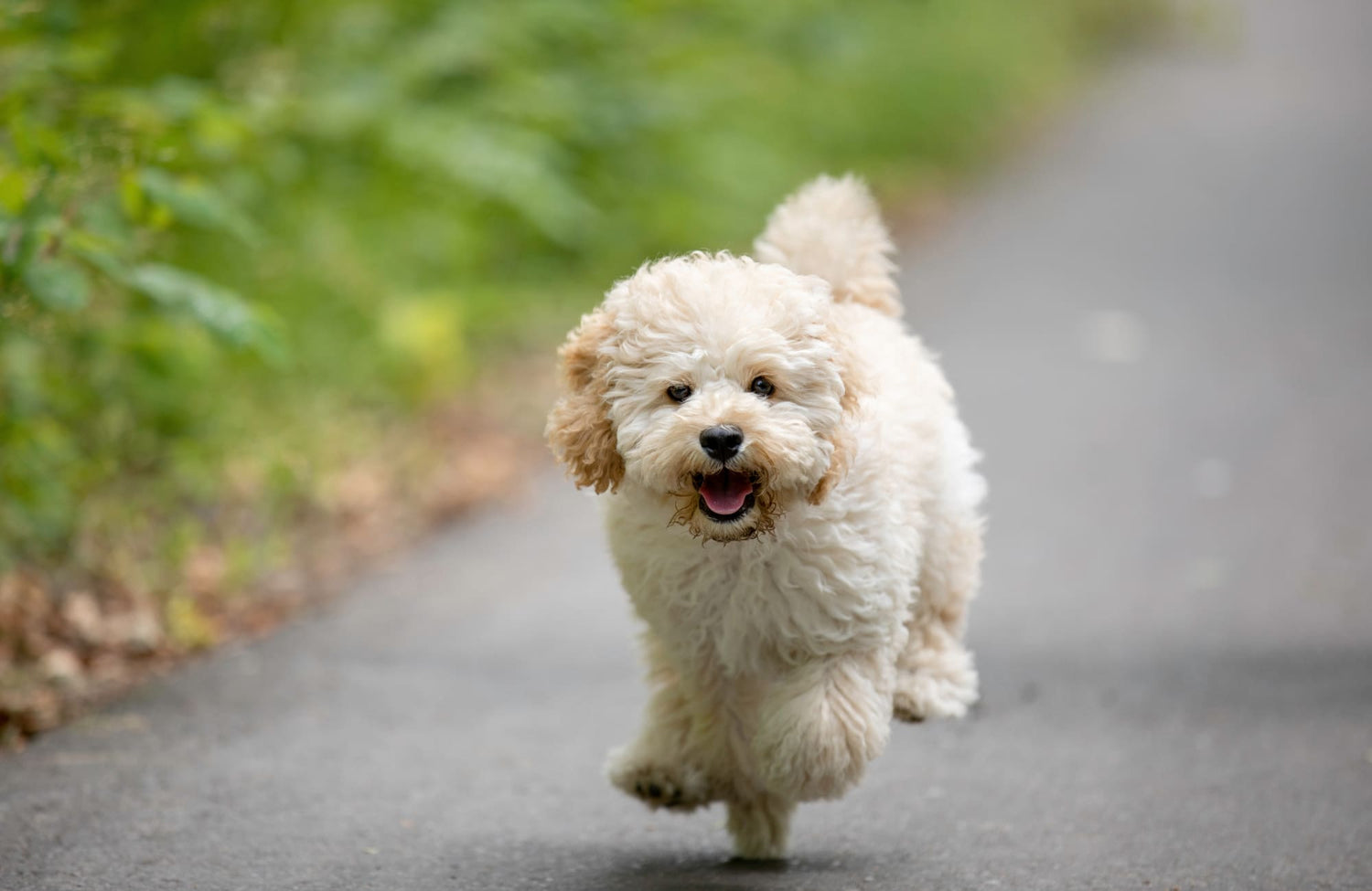Maltipoo: Cuidados, consejos y características