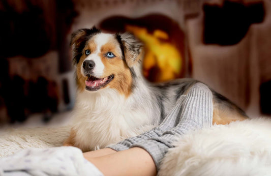 ¿Cómo mantener a tu perro activo en invierno?