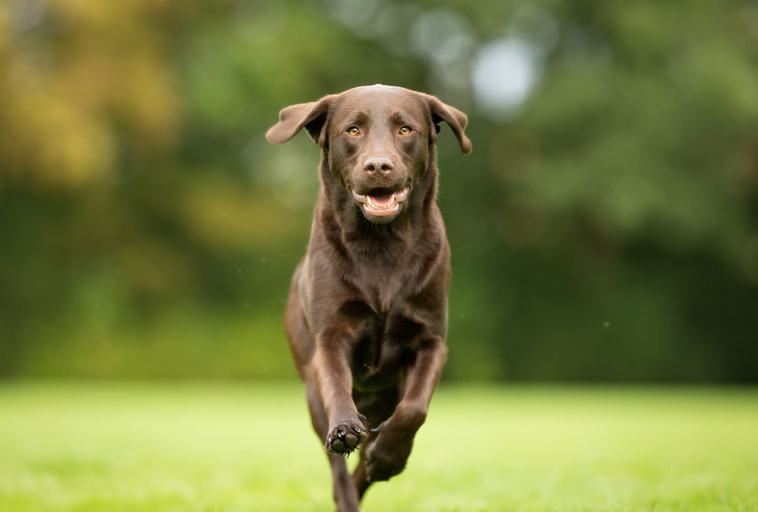 ¿Cuál es la mejor alimentación para un labrador retriever?