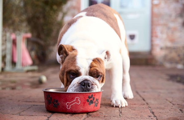 Cómo mezclar pienso y comida húmeda para perros