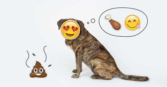 ¿Por qué mi perro come caca? Causas de la coprofagia y cómo evitarla