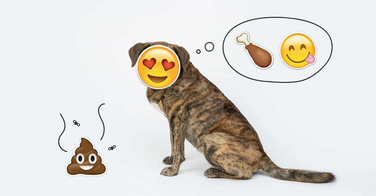 ¿Por qué mi perro come caca? Causas de la coprofagia y cómo evitarla