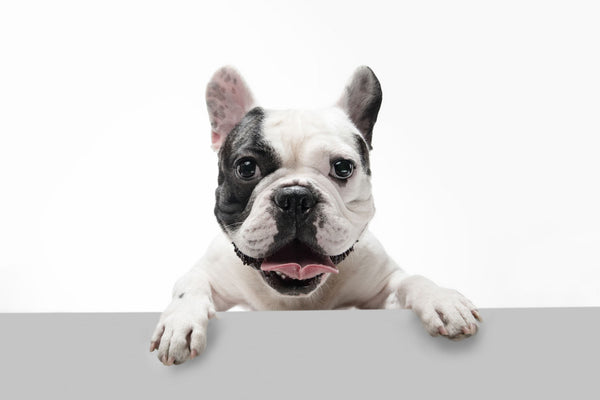 Los minerales para perros, pequeñas moléculas que importan en la salud de tu mascota