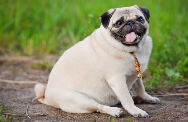 Causas y consecuencias de la obesidad en perros. ¿Cómo prevenirla?