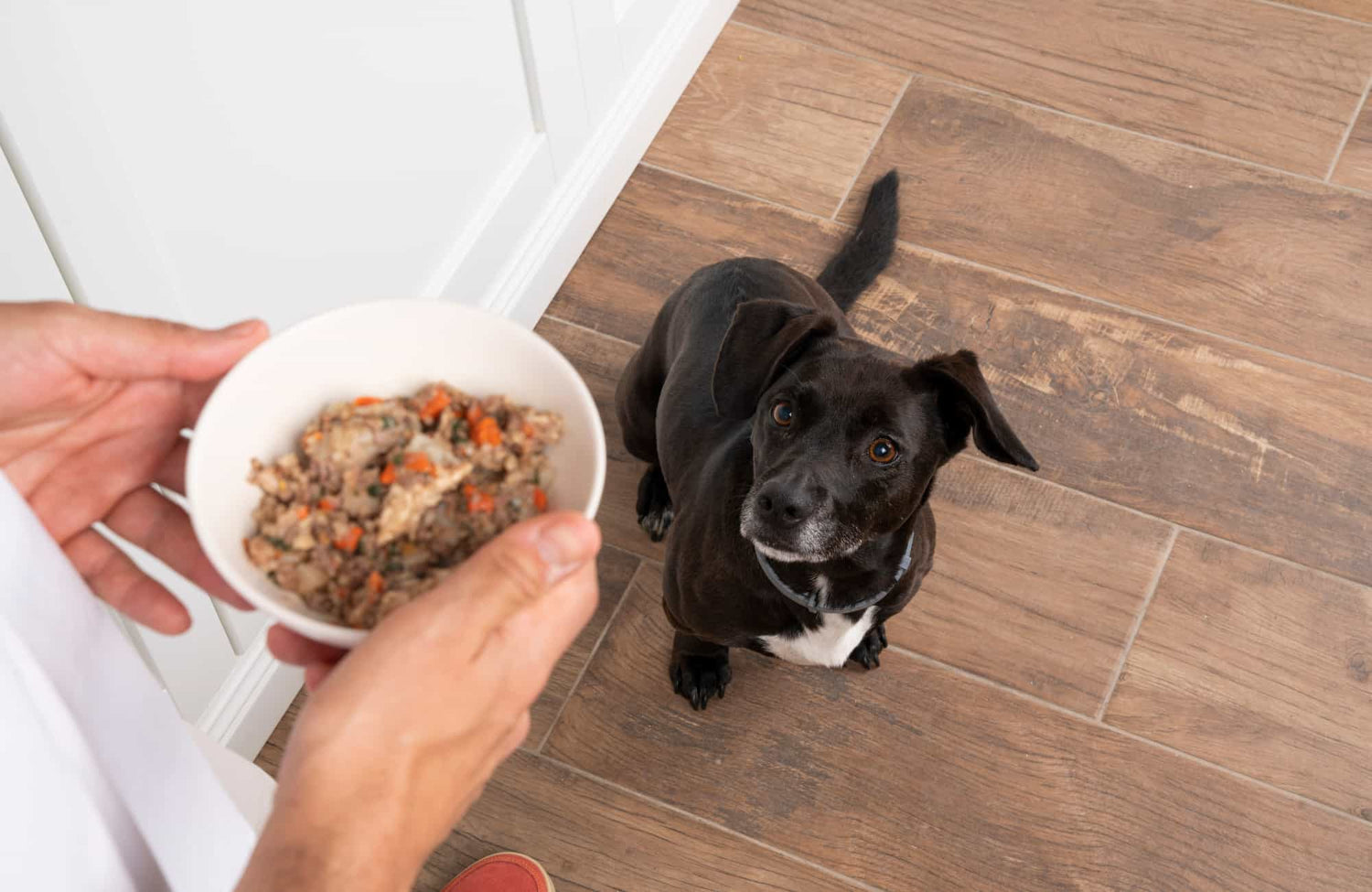 Opiniones veterinarias sobre la dieta BARF: Comida cocinada vs. BARF con Prebióticos