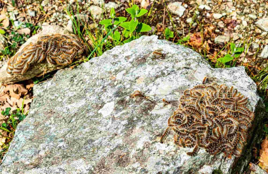 La oruga procesionaria, un peligro para los perros