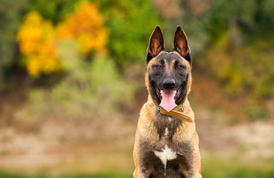 Todo sobre la raza de perro Pastor belga malinois