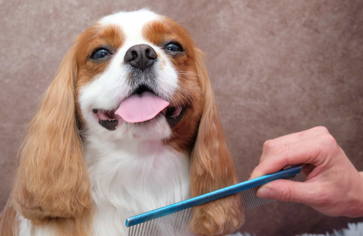 Las 3 claves para conseguir un pelo brillante en tu perro
