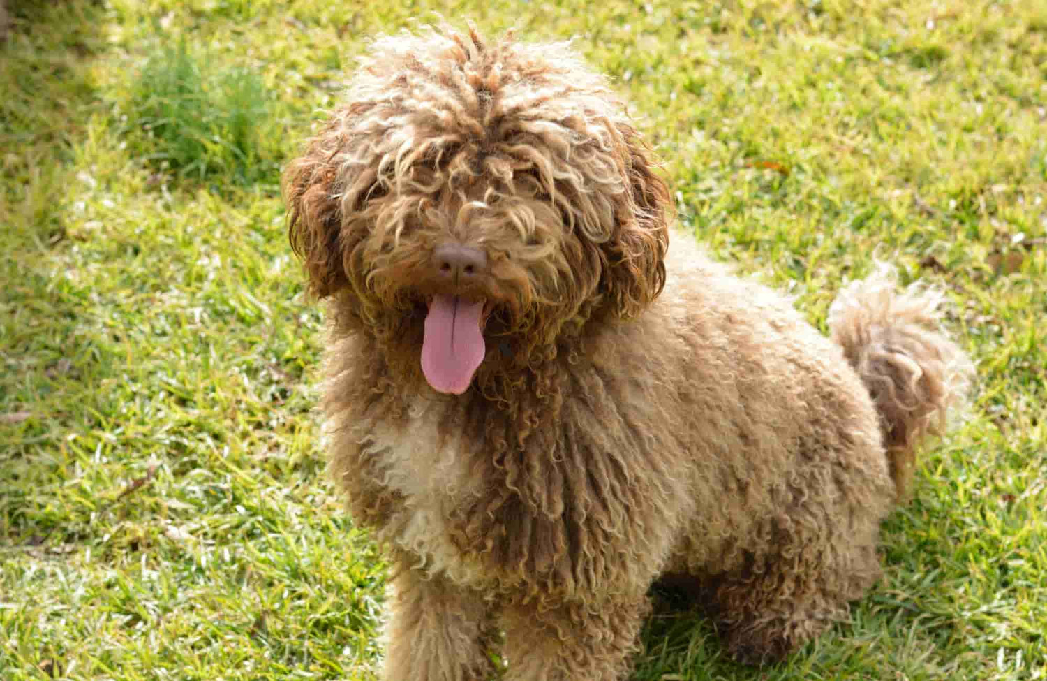 Perro de Agua Español: cuidados, características y consejos