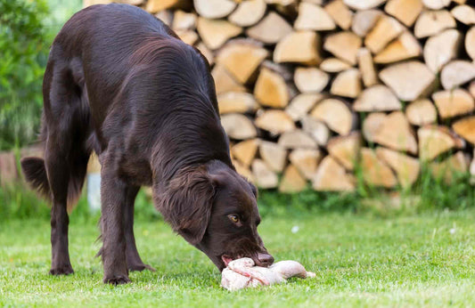 ¿Los perros pueden comer huesos de pollo?